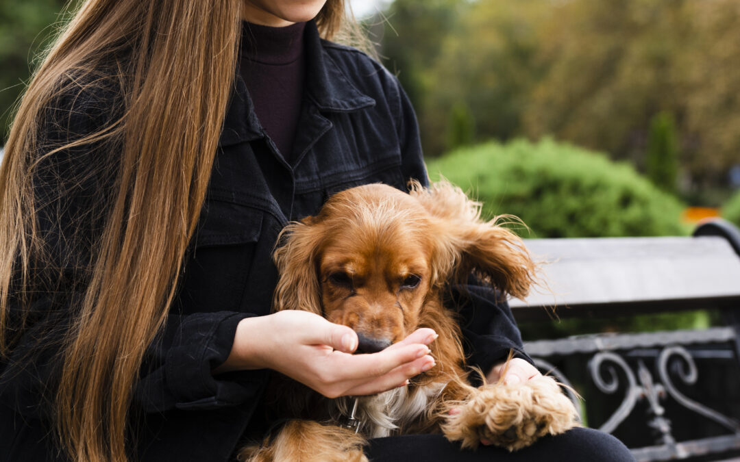 5 Tips for Raising a Happy and Healthy Poodle or Yorkie Puppy
