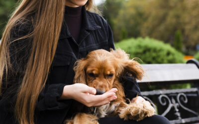5 Tips for Raising a Happy and Healthy Poodle or Yorkie Puppy