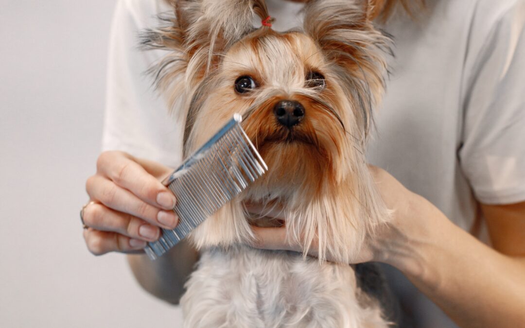 Top 5 Grooming Tips for Your Poodle or Yorkie Puppy