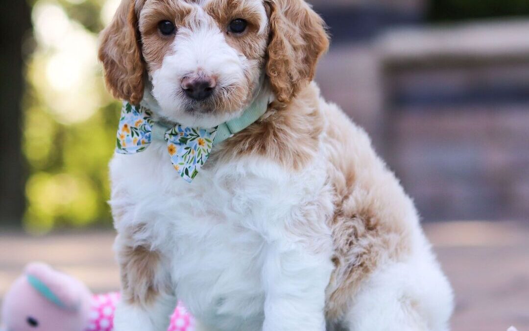 Exciting News: Our Latest Poodle and Yorkie Litters Are Here!